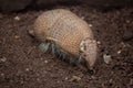 Southern three-banded armadillo Tolypeutes matacus