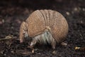 Southern three-banded armadillo Tolypeutes matacus