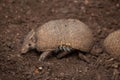 Southern three-banded armadillo Tolypeutes matacus