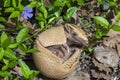 Southern three-banded armadillo (Tolypeutes matacus)