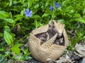 Southern three-banded armadillo (Tolypeutes matacus)