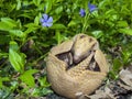 Southern three-banded armadillo (Tolypeutes matacus)