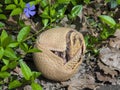 Southern three-banded armadillo (Tolypeutes matacus)