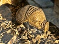 Southern Three-banded Armadillo, Tolypeutes matacus, has a hard carapace on its back