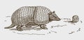 Southern three-banded armadillo tolypeutes matacus