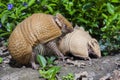 Southern three-banded armadillo (Tolypeutes matacus)