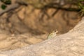 Southern toad Anaxyrus terrestris coming out of a large Florida gopher tortoise burrow Royalty Free Stock Photo