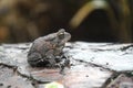 Southern Toad on a log in the Okefenokee Swamp, Georgia USA Royalty Free Stock Photo