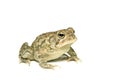 Southern Toad Right Profile Royalty Free Stock Photo