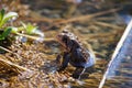 Southern Toad sitting in the water. Royalty Free Stock Photo