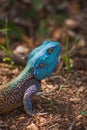 Southern Tree Agama (Acanthocercus atricollis) 14852