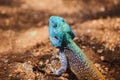 Southern Tree Agama (Acanthocercus atricollis) 14850