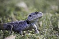 A Southern Tree Agama Royalty Free Stock Photo