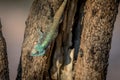 Southern tree agama in a tree. Royalty Free Stock Photo