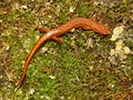 Southern Two-lined Salamander (Eurycea cirrigera) Royalty Free Stock Photo