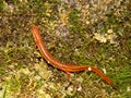 Southern Two-lined Salamander (Eurycea cirrigera) Royalty Free Stock Photo