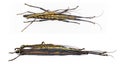 southern two striped walkingstick - Anisomorpha buprestoides - Isolated on white background, mating side and top dorsal view Royalty Free Stock Photo