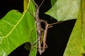 Southern Two-striped Walkingstick - Anisomorpha buprestoides Royalty Free Stock Photo