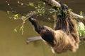 Southern two-toed sloth Royalty Free Stock Photo