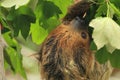 Southern two-toed sloth Royalty Free Stock Photo