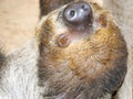 Southern two-toed sloth is hanging in a box Royalty Free Stock Photo