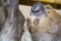 Southern two-toed sloth is hanging in a box Royalty Free Stock Photo