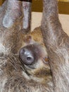 Southern two-toed sloth is hanging in a box Royalty Free Stock Photo