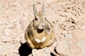 Southern viscacha close up,Bolivia