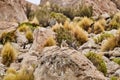 southern viscacha, Lagidium , looks like a crossing of hare and Chinchilla and lives in the higher altitudes Royalty Free Stock Photo