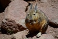 Southern Viscacha. PotosÃÂ­ department. Bolivia