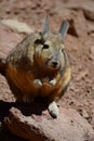 Southern Viscacha. PotosÃÂ­ department. Bolivia Royalty Free Stock Photo