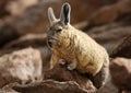 Southern Viscacha in Siloli desert & x28;bolivia& x29; Royalty Free Stock Photo