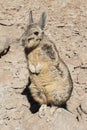 Southern Viscacha or Vizcacha Lagidium Viscacia in Siloli Desert - Bolivia Royalty Free Stock Photo