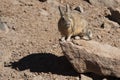 Southern Viscacha or Vizcacha Lagidium Viscacia in Siloli Desert - Bolivia