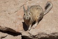 Southern Viscacha or Vizcacha Lagidium Viscacia in Siloli Desert - Bolivia Royalty Free Stock Photo