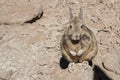 Southern Viscacha or Vizcacha Lagidium Viscacia in Siloli Desert - Bolivia Royalty Free Stock Photo