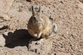 Southern Viscacha or Vizcacha Lagidium Viscacia in Siloli Desert - Bolivia Royalty Free Stock Photo