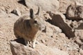 Southern Viscacha or Vizcacha Lagidium Viscacia in Siloli Desert - Bolivia Royalty Free Stock Photo