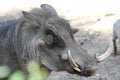 Southern warthog