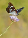 Southern White Admiral butterfly on flower