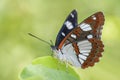 Southern White Admiral butterfly - Limenitis reducta