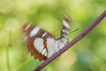 Southern White Admiral butterfly - Limenitis reducta