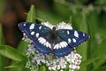 Southern White Admiral (Limenitis reducta) Royalty Free Stock Photo