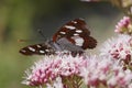 Southern white admiral (Limenitis reducta) perched on a flower