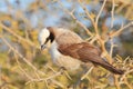 Southern White-crowned Shrike