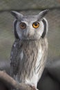 Southern white-faced owl