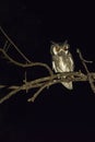 Southern White-Faced Owl - Birds of The Great Lumpopo Transfrontier Park