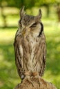 Southern white-faced owl Ptilopsis granti Royalty Free Stock Photo