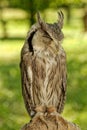 Southern white-faced owl Ptilopsis granti Royalty Free Stock Photo