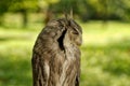 Southern white-faced owl Ptilopsis granti Royalty Free Stock Photo